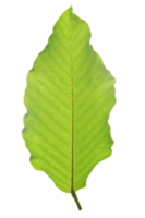 vert feuille sur transparent Contexte png