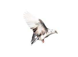 Pigeon in flight on transparent background. png