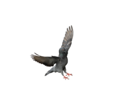 Pigeon in flight on transparent background. png