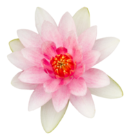 Pink waterlily on transparent background - PNG File.