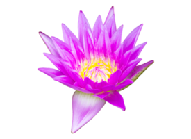 Purple waterlily flower on transparent background PNG File