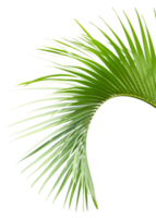 Green palm on transparent background png