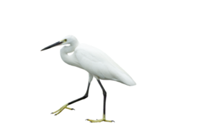 White egret on transparent background - PNG File