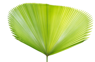 Tropical green leaf of palm tree on transparent background - PNG File