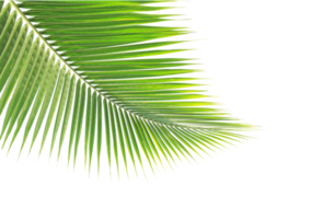 vert noix de coco feuille sur transparent Contexte png