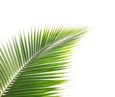 Green coconut leaf on transparent background png