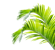 Green palm on transparent background png