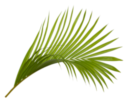 Tropical green leaf of palm tree on transparent background png file