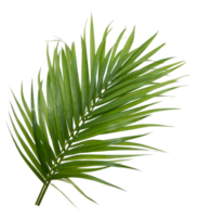 Tropical green leaf of palm tree on transparent background png file