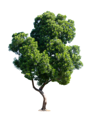 Tree Transparent Background PNGs for Free Download