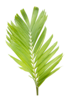 Green palm leaf on transparent background. png