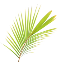 vert noix de coco feuille sur transparent Contexte png