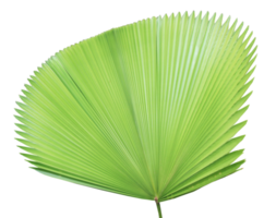 Green palm leaf on transparent background. png