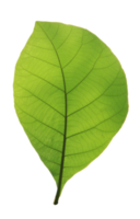 Green teak leaf on transparent background. png