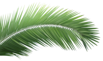 Green palm leaf on transparent background. png