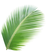 Green coconut leaf on transparent background png