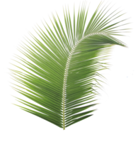 Green coconut leaf on transparent background png