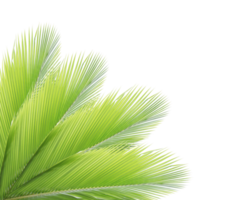 Green palm leaf on transparent background. png