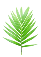 groen palm blad Aan transparant achtergrond. png