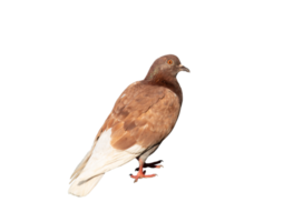 Brown pigeon on transparent background png