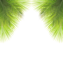 vert noix de coco feuille sur transparent Contexte png