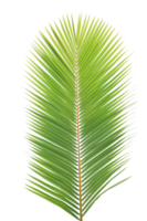 verde coco folha em transparente fundo png