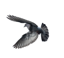 Pigeon flying on transparent background - PNG