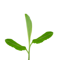 Banana tree on transparent background - PNG File.