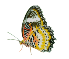 Yellow butterfly on transparent background PNG File.