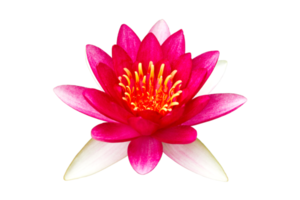 Pink waterlily on transparent background - PNG File.