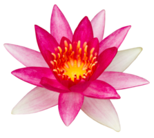 Pink waterlily on transparent background - PNG File.