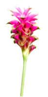 Pink Siam tulip flower isolated on transparent background png