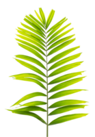 Green palm on transparent background png