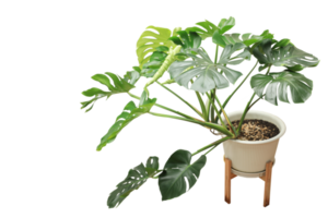 Green monstera plant in pot on transparent background. png
