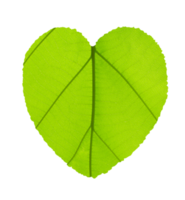 coração forma a partir de verde teca folha fundo transparente png Arquivo