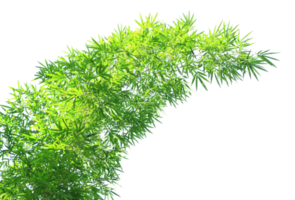 Green bamboo leaves with branch on transparent background png