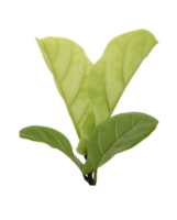 Green ficus lyrate leaves on transparent background png file.