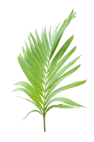 Green palm leaf on transparent background. png