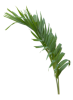 Tropical green leaf of palm tree on transparent background png file