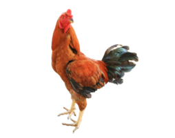 Rooster on transparent background - PNG File