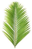 tropical vert feuille de paume arbre sur transparent Contexte png fichier