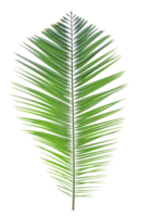 verde Palma folha em transparente fundo. png