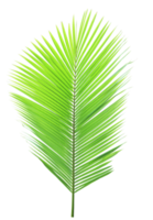 vert noix de coco feuille sur transparent Contexte png