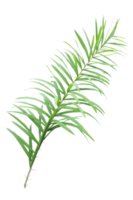 Tropical green leaf of palm tree on transparent background - PNG File