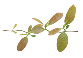 Vine plant climbing on transparent background - PNG File.