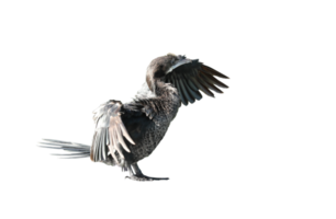 Little cormorant or Javanese cormorant spread wings isolated on transparent background - PNG File