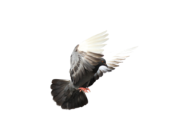 Pigeon in flight on transparent background. png
