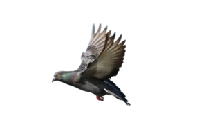 Pigeon en volant sur transparent Contexte - png