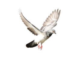 Pigeon dans vol sur transparent Contexte. png