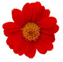 Red Mexican sunflower on transparent background - PNG File.